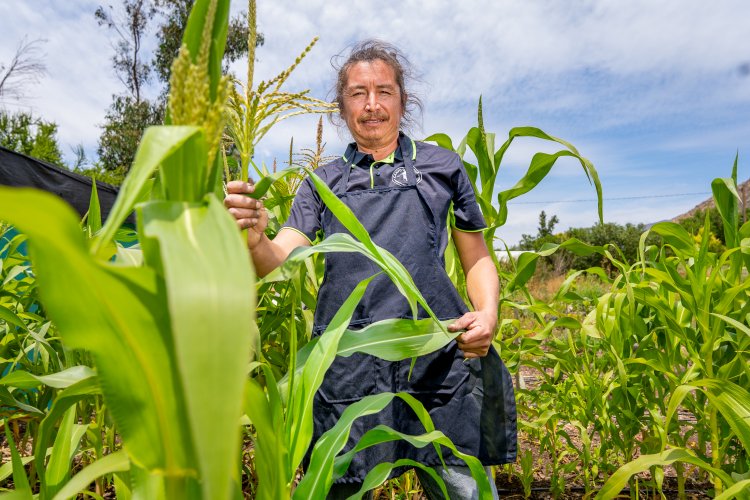 Más de 640 productores acceden a subsidio INDAP en resguardo a caída del precio del maíz