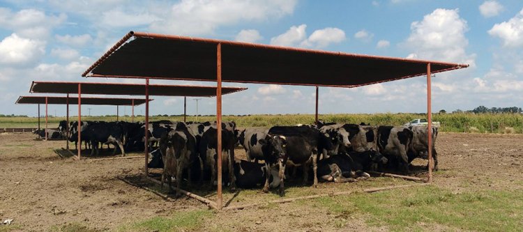 Entregan recomendaciones de cuidados a animales por ola de calor