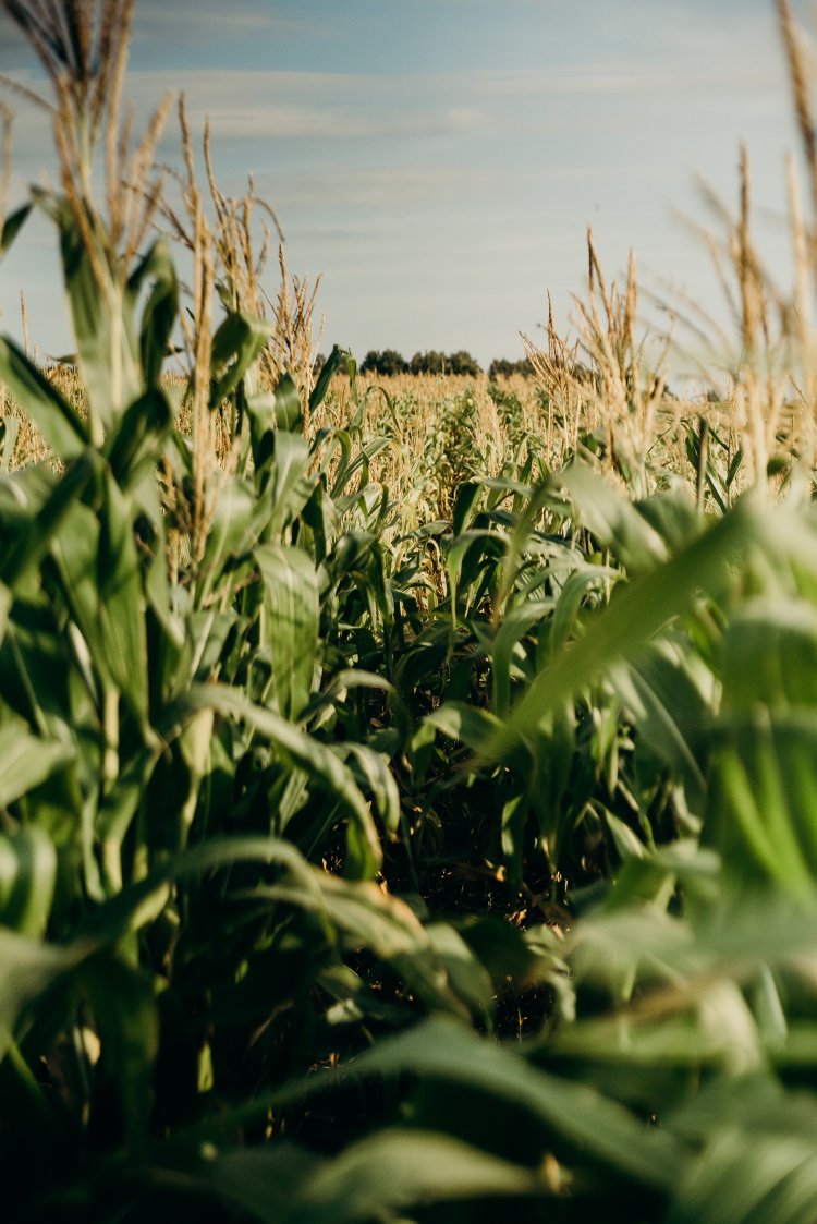 Aumento de las temperaturas podría complicar a la agricultura de la zona central del país