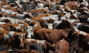 SAG en alerta por detección en Estados Unidos de vacas lecheras positivas a influenza aviar