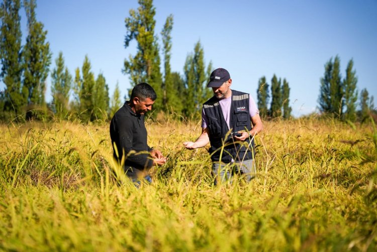 MINAGRI destinará $7.582 millones para fortalecer la producción nacional de cultivos tradicionales