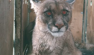 Puma rescatado de “guache” en Romeral fue devuelto a su hábitat