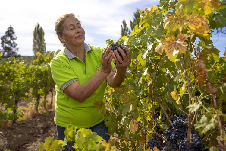 Indap destina $1.520 millones en apoyo de pequeños viñateros de Maule y Ñuble