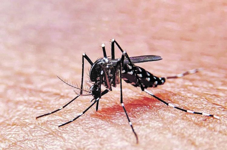 Es poco probable que los contagios de dengue  se extiendan por fuera de la Región del Maule