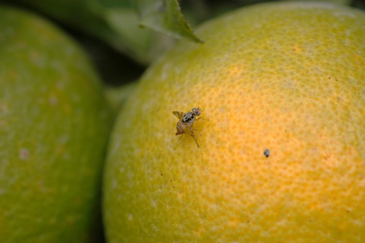 Mosca de la Fruta: ¿Por qué es tan temido su ingreso a Chile?