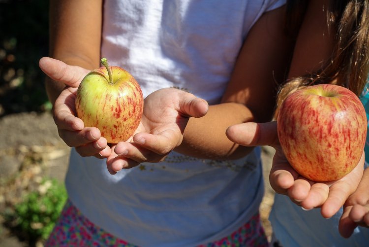 Advierten que la obesidad infantil se incrementó producto de la pandemia