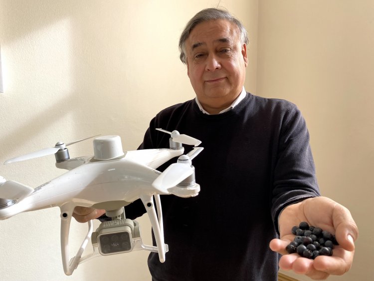 Con inteligencia artificial desarrollan proyecto para optimizar la producción de arándanos