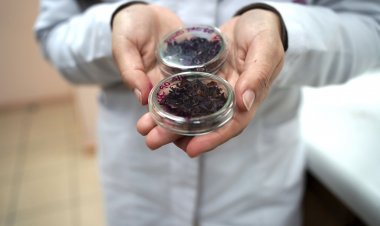 Con técnica de deshidratación buscan potenciar las propiedades del repollo morado para la salud de las personas