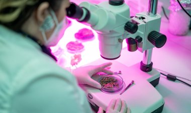 Agricultura espacial: Desarrollan cultivos de tomates y lechugas que podrían subsistir en Marte