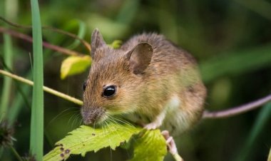 Hanta Virus: ¿zoonosis estacional?