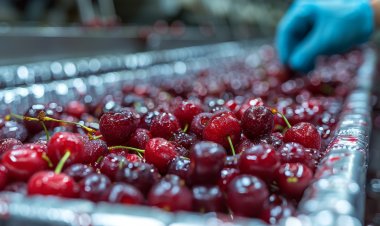 Cerezas: nuestro oro rojo