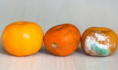 Estudio busca disminuir micotoxinas cancerígenas de los alimentos