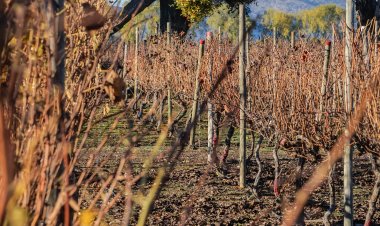 ¿Cómo afecta el cambio climático al vino chileno?