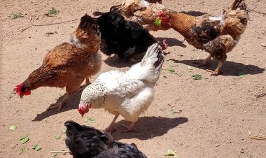 SAG eleva alerta e intensifica vigilancia ante el alarmante avance de la influenza aviar en el continente