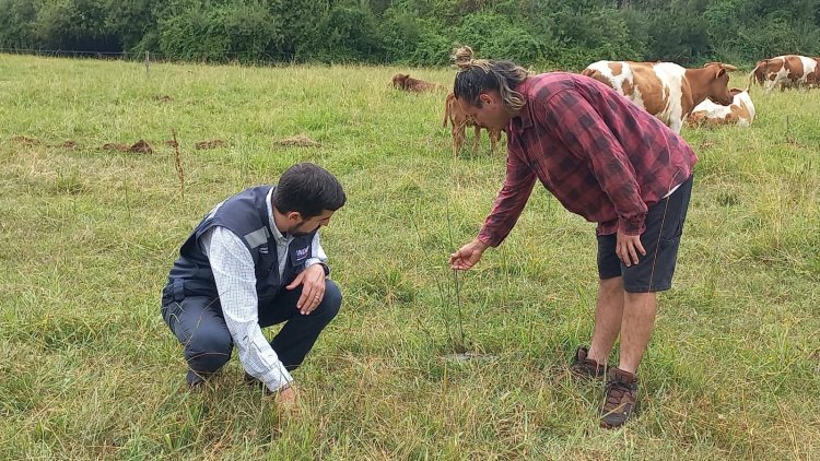 Ganadería regenerativa: productor de Colbún valora nueva vida en el suelo y destaca rentabilidad