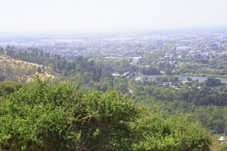 Talca se adjudica proyecto de la FAO para reforestar 15 hectáreas de su Bosque Municipal