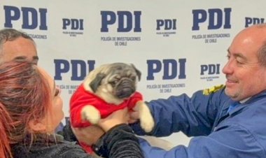 (VIDEO) Linares: PDI recupera mascota de contención emocional