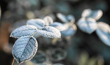 Proyecciones de invierno: Lluvias cortas e intensas seguidas de largos periodos de frío extremo