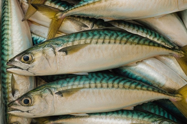 Diferencias nutricionales entre jurel y sustitutos en conservas