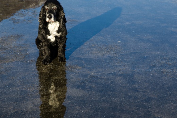 Dueños de mascotas desprotegidas enfrentan sanciones por mal clima