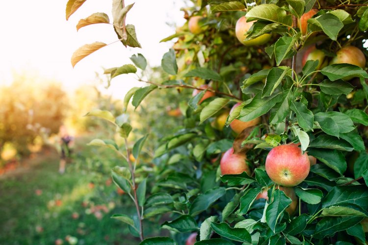 Agro chileno enfrenta desafíos por brotaciones tempranas y estrés hídrico