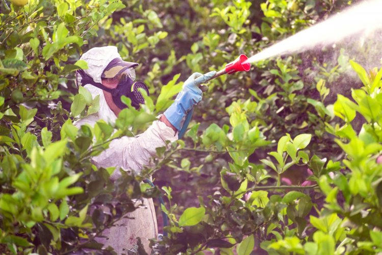 Alerta de especialistas: nuevas plagas en frutales por cambio climático