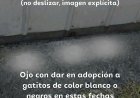 (IMÁGENES FUERTES) Linares: impacto por gatitos decapitados