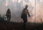 Proponen profesionalizar a brigadistas forestales para desempeñar rol preventivo anual