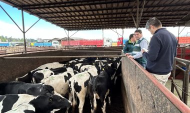 934 vaquillas serán enviadas a Malasia luego de cumplir cuarentena sanitaria en Linares