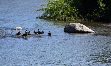 Colaboradores de la Universidad Autónoma participan en taller sobre humedales urbanos en Talca