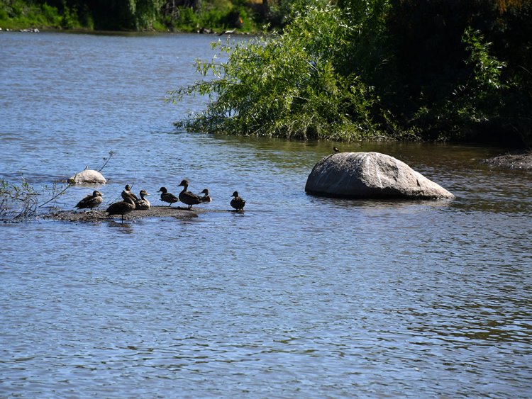 Colaboradores de la Universidad Autónoma participan en taller sobre humedales urbanos en Talca