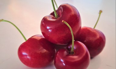 INIA Rayentué impulsa  innovación clave para el cerezo