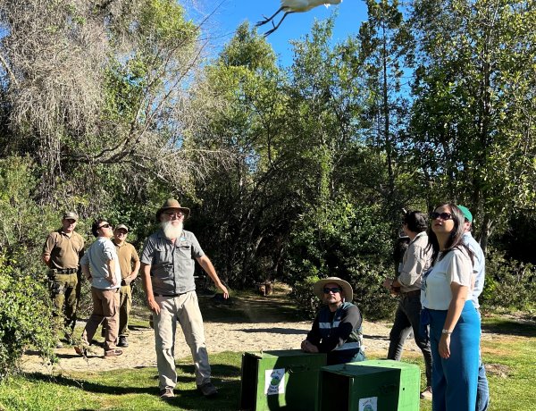 Ministra de Agricultura participa de exitosa liberación de garzas en Achibueno