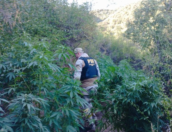 (VIDEO) PDI decomisa más de mil platas de marihuana en operaciones simultáneos en Rauco y Constitución