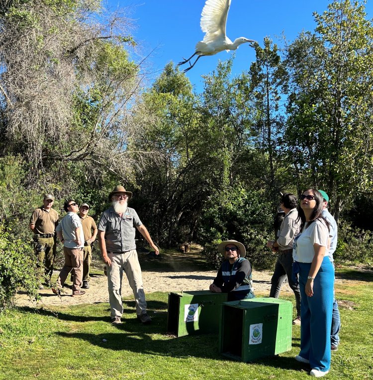 Ministra de Agricultura participa de exitosa liberación de garzas en Achibueno