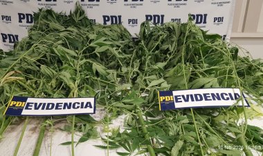 Linares: PDI incautó plantas de marihuana avaluadas en 5 millones de pesos