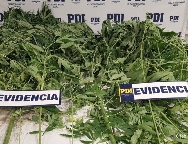 Linares: PDI incautó plantas de marihuana avaluadas en 5 millones de pesos