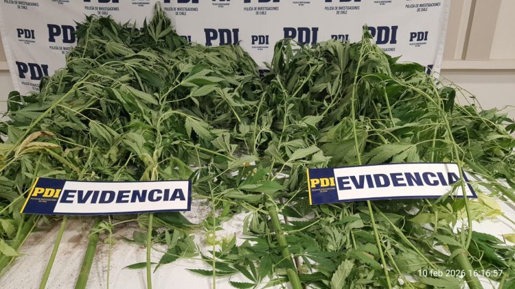 Linares: PDI incautó plantas de marihuana avaluadas en 5 millones de pesos