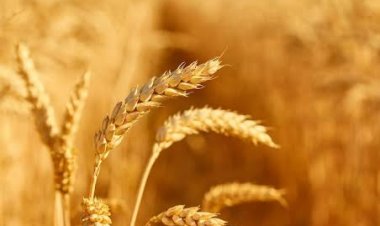 Guerra en Medio Oriente: Informe advierte alza de precios y menor acceso a alimentos