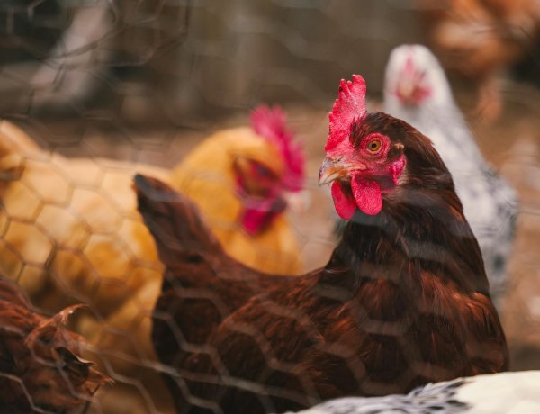 Nuevos casos de Gripe aviar en Chile: ¿Existe riesgo de contagio en humanos?