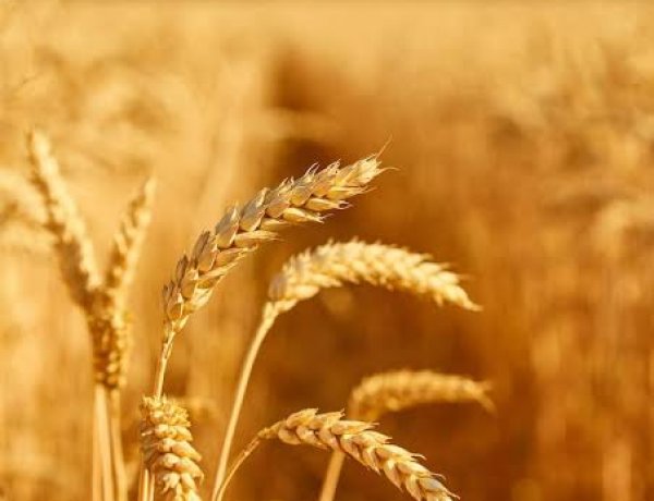 Guerra en Medio Oriente: Informe advierte alza de precios y menor acceso a alimentos