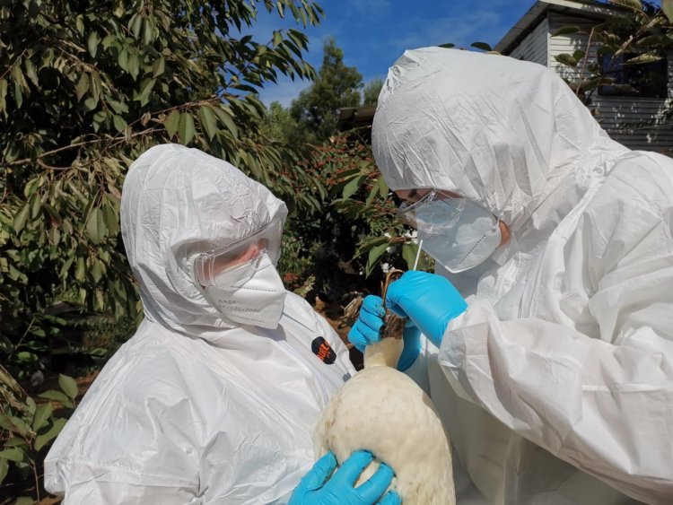 SAG confirma caso de influenza aviar H5N1 en aves silvestres en la Región de Valparaíso