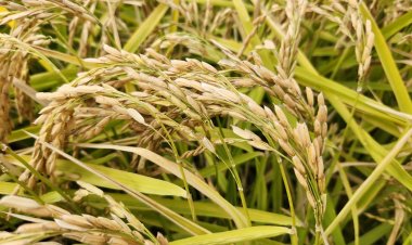 Nueva variedad de arroz chileno impulsa ahorro de agua y sostenibilidad en el centro sur