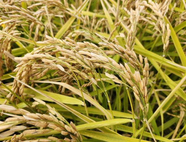 Nueva variedad de arroz chileno impulsa ahorro de agua y sostenibilidad en el centro sur
