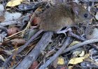 Hantavirus: una enfermedad latente que vuelve preocupar