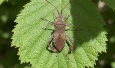 Explorarán uso de ecología química para enfrentar plagas emergentes en huertos orgánicos de arándanos