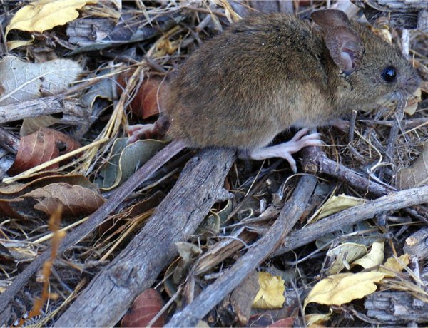Hantavirus: una enfermedad latente que vuelve preocupar