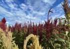 Del cultivo manual a la mecanización: proyecto apoyado por FIA busca transformar la producción de amaranto en el Maule
