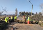 Linares: Dirección de Vialidad efectúa retiro de árboles sin vida en Ruta San Antonio-San Víctor Álamos