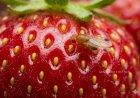 Con IA y datos climáticos buscarán reducir hasta en 60 por ciento el impacto de Drosophila suzukii en berries chilenos